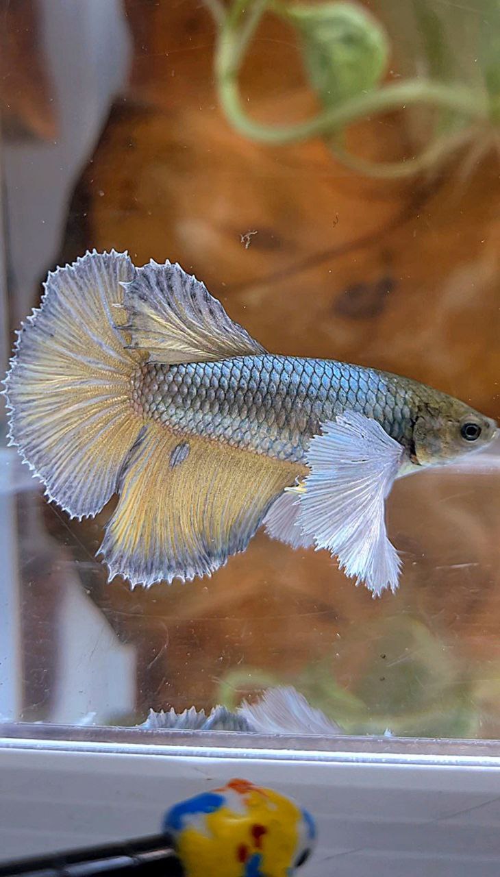 XL FEMALE HALFMOON SUPER DUMBO EAR COPPER YELLOW BETTA FISH