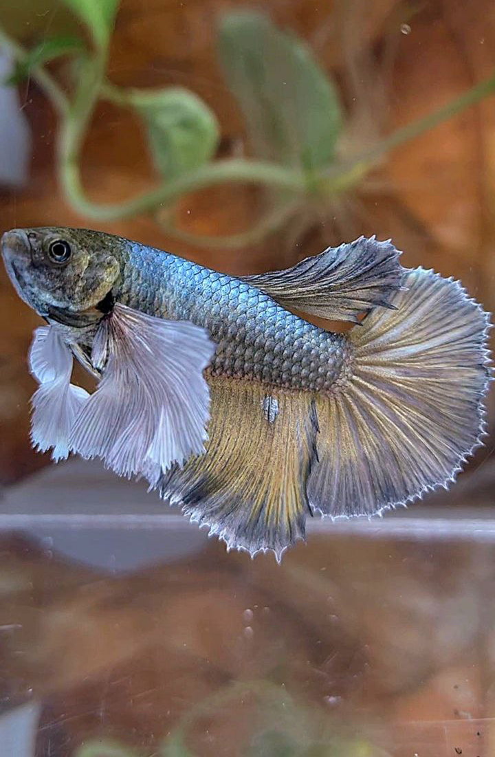 XL FEMALE HALFMOON SUPER DUMBO EAR COPPER YELLOW BETTA FISH