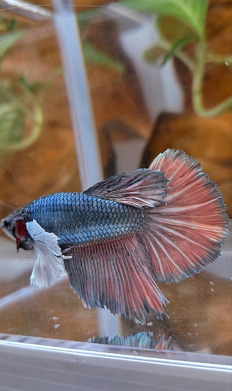 XL FEMALE HALFMOON SUPER DUMBO EAR COPPER BETTA FISH
