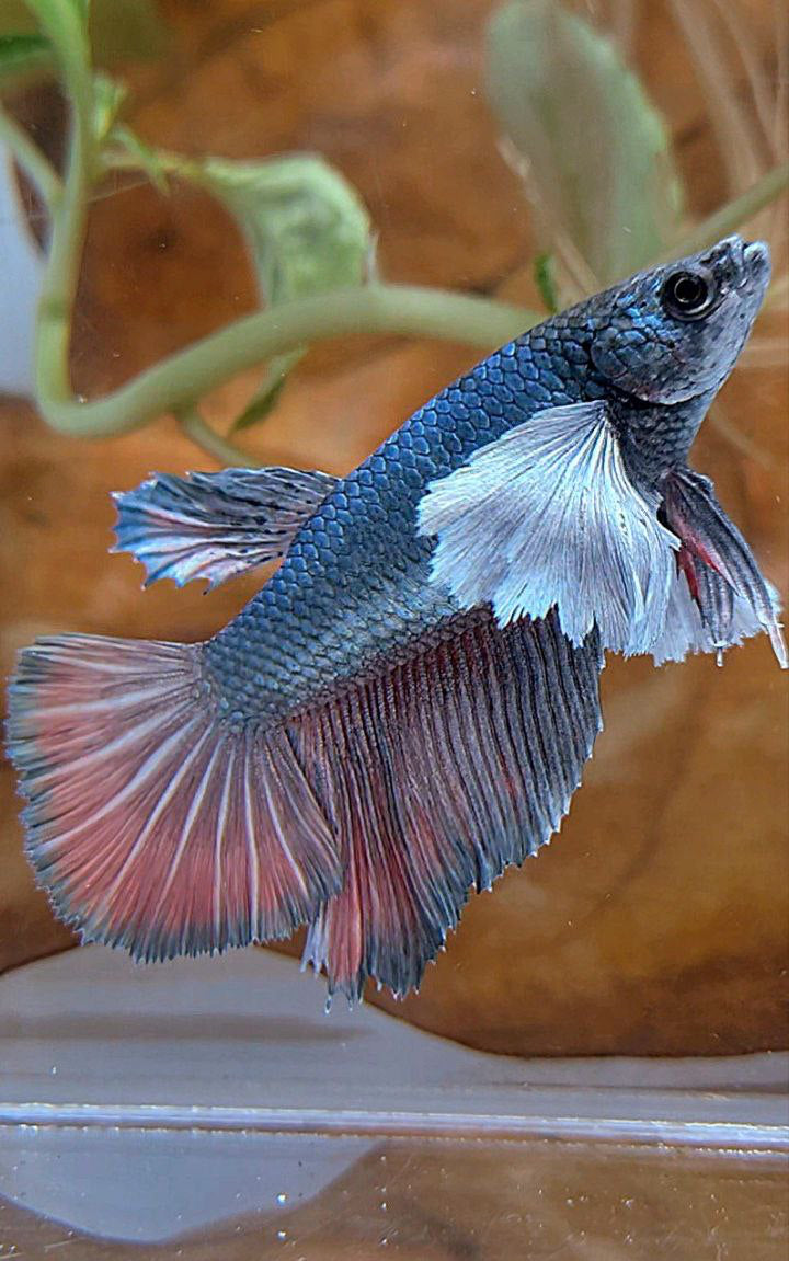 XL FEMALE HALFMOON SUPER DUMBO EAR COPPER BETTA FISH
