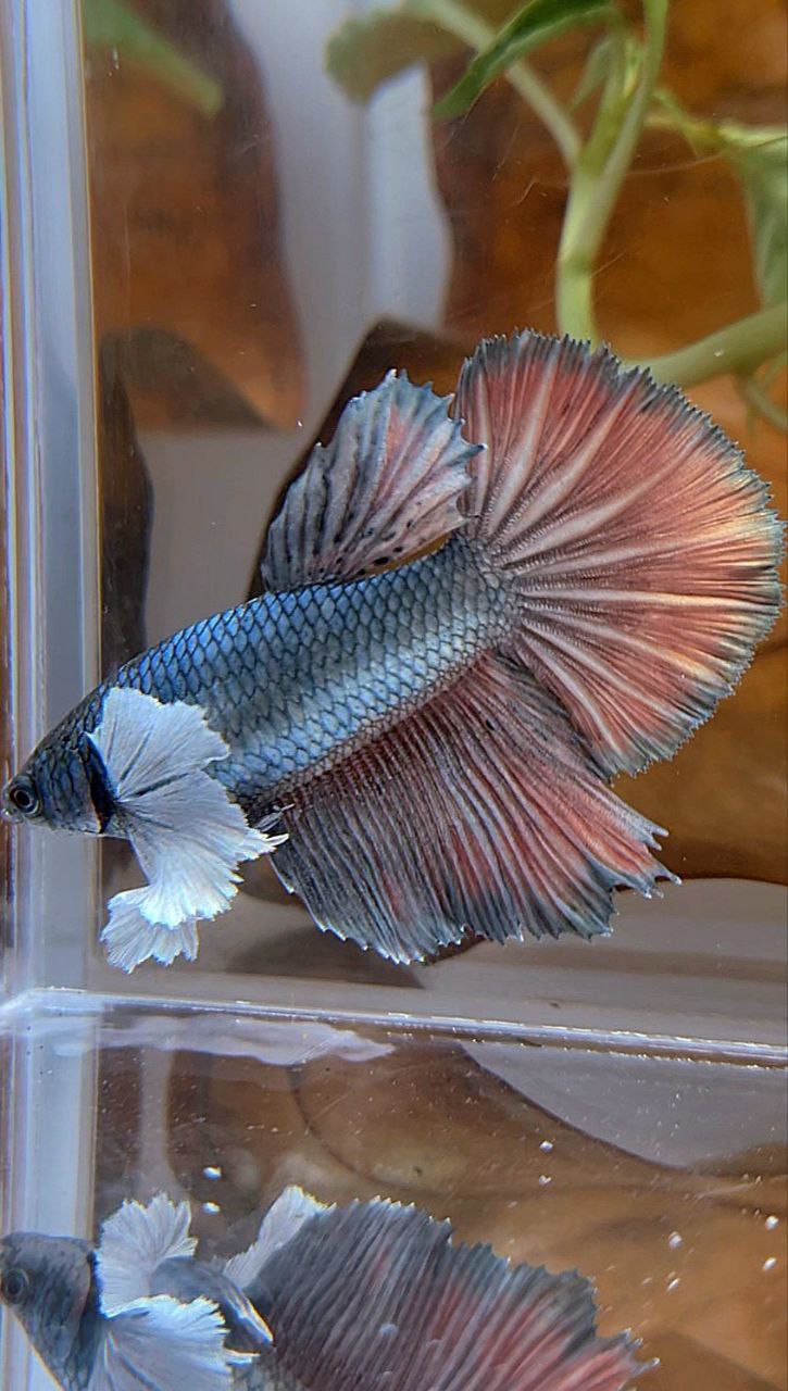 XL FEMALE HALFMOON SUPER DUMBO EAR COPPER BETTA FISH