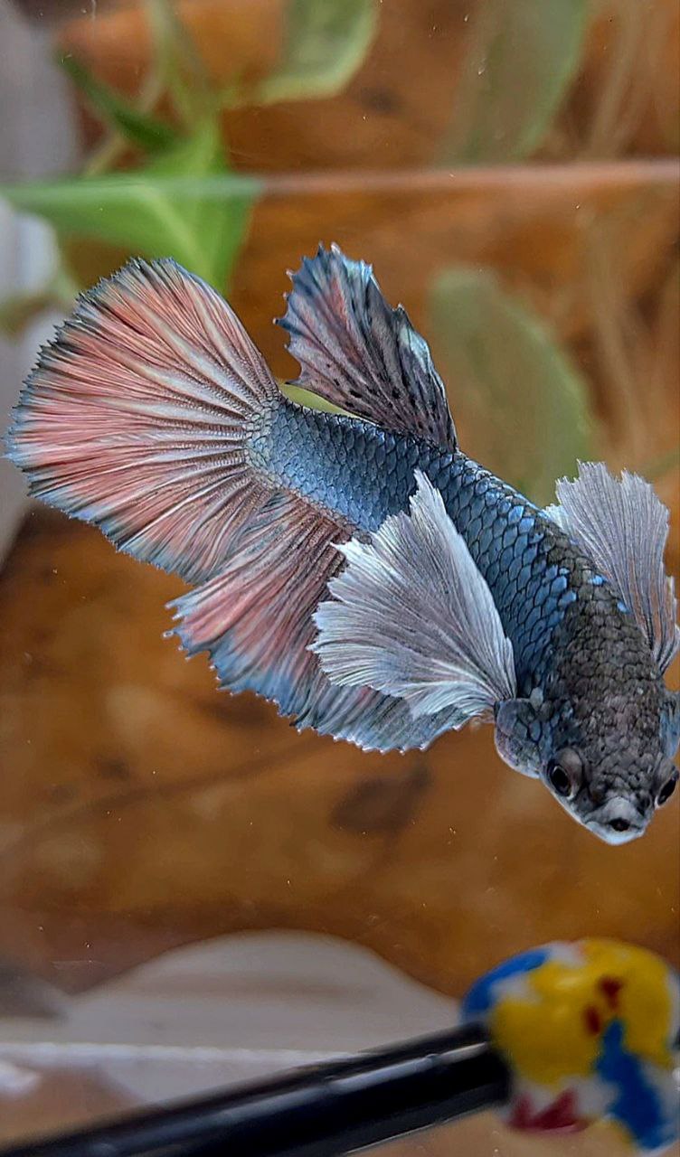 XL FEMALE HALFMOON SUPER DUMBO EAR COPPER BETTA FISH