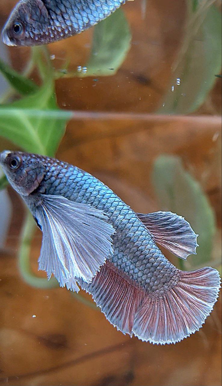 FEMALE PLAKAT SUPER DUMBO EAR COPPER BETTA FISH