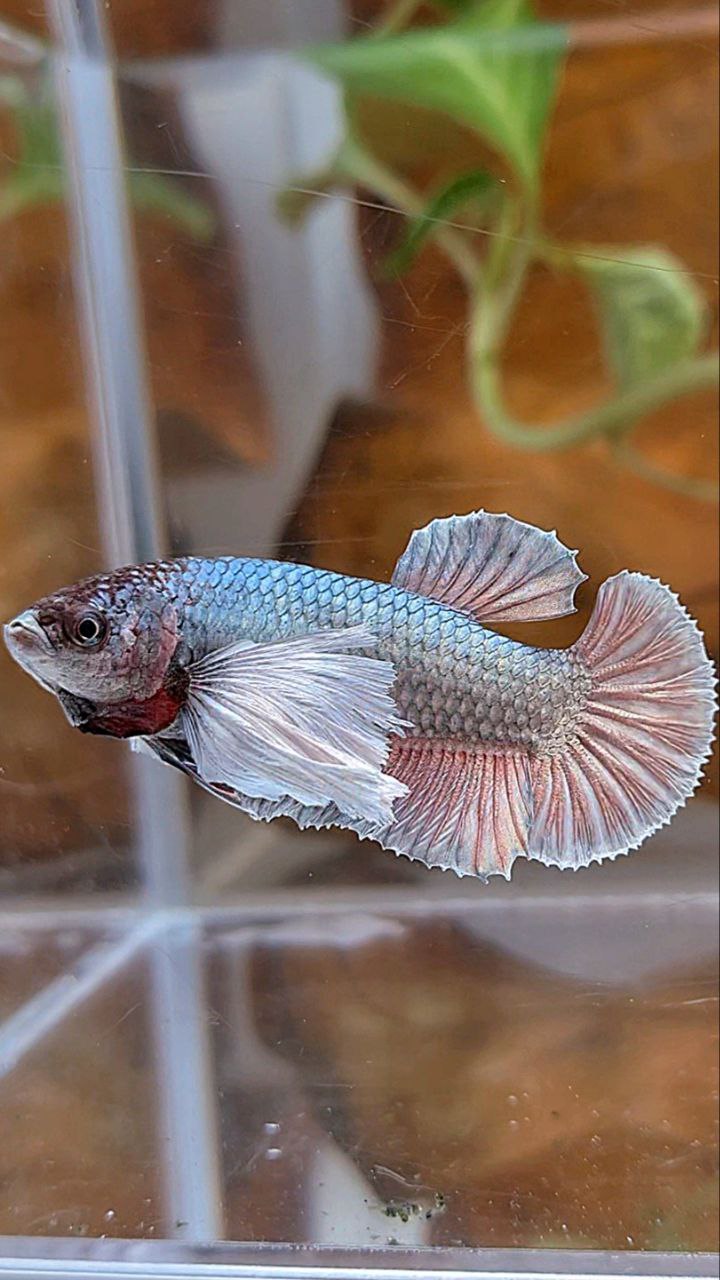 FEMALE PLAKAT SUPER DUMBO EAR COPPER BETTA FISH