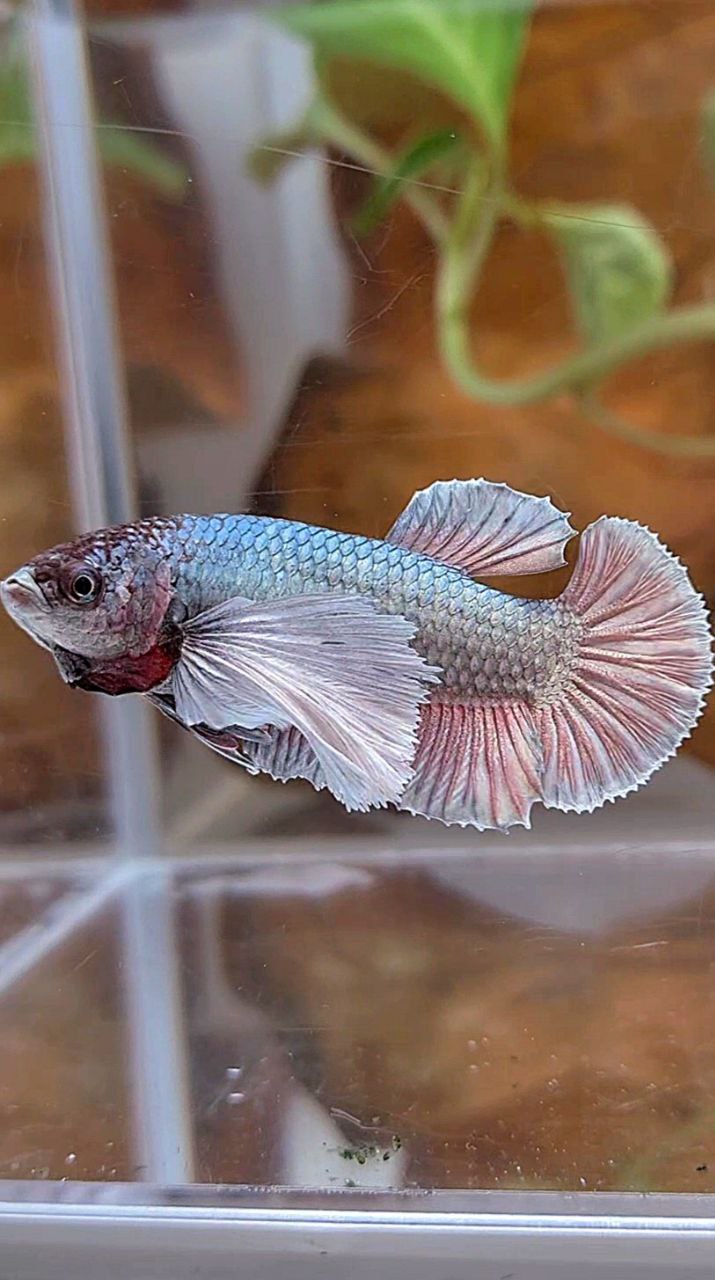FEMALE PLAKAT SUPER DUMBO EAR COPPER BETTA FISH