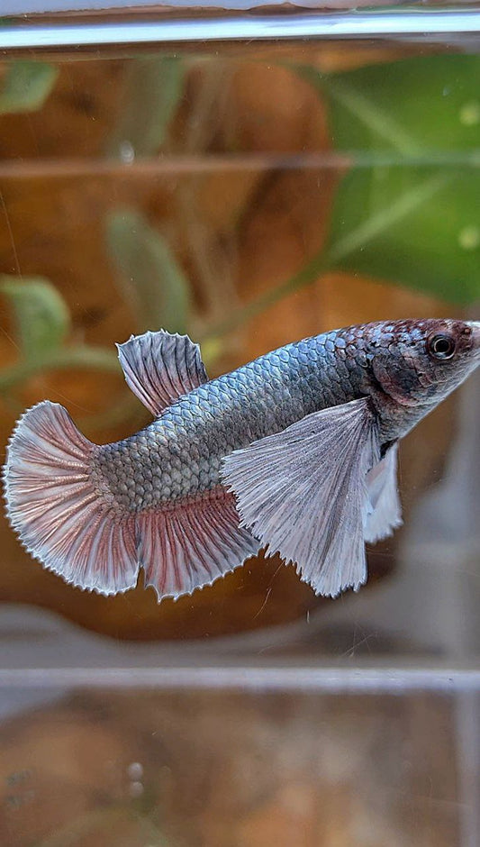 FEMALE PLAKAT SUPER DUMBO EAR COPPER BETTA FISH