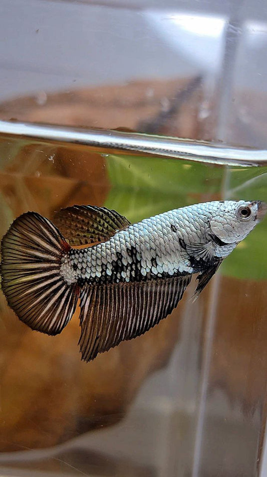 FEMALE HALFMOON BLACK SAMURAI COPPER BETTA FISH