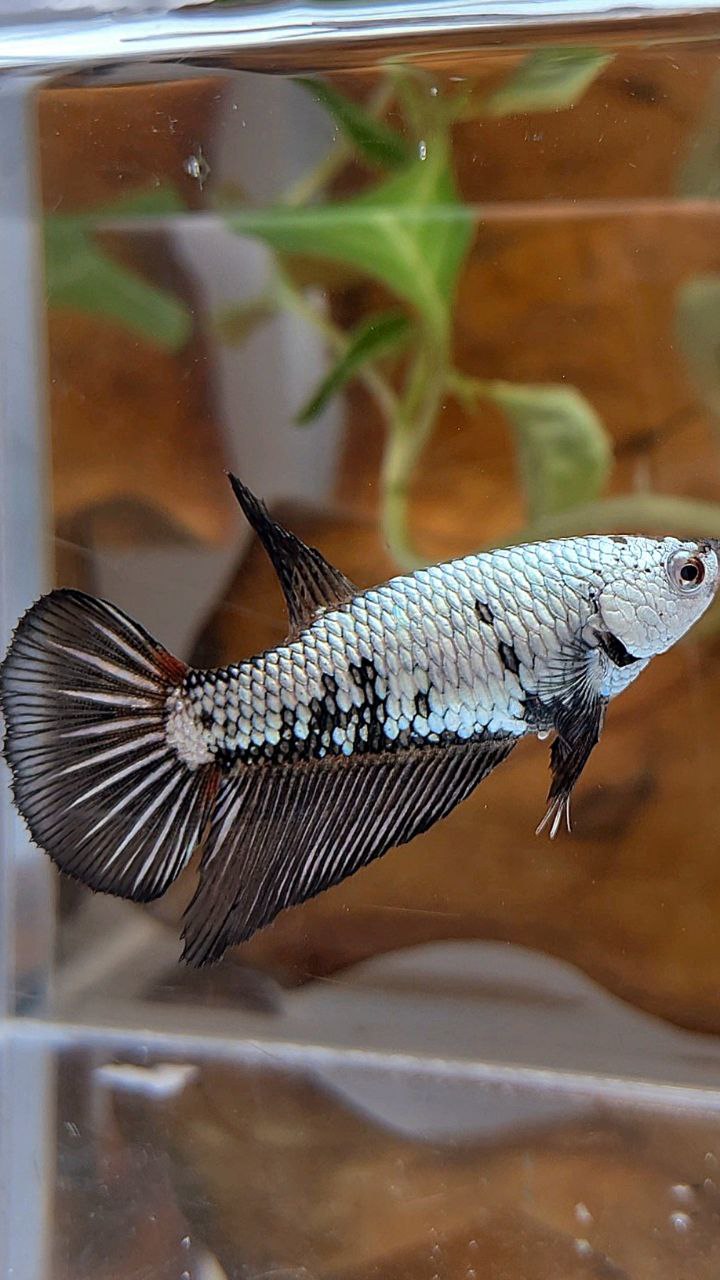 FEMALE HALFMOON BLACK SAMURAI COPPER BETTA FISH