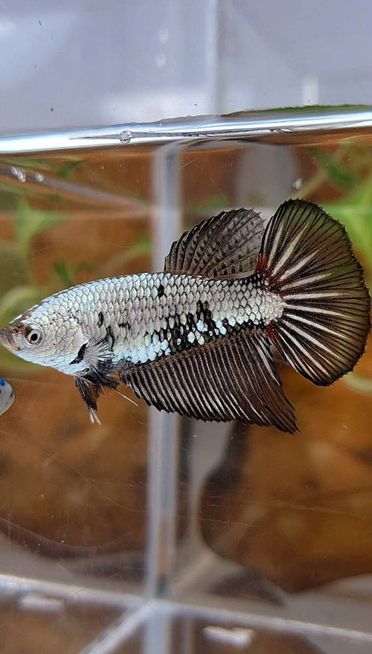 FEMALE HALFMOON BLACK SAMURAI COPPER BETTA FISH