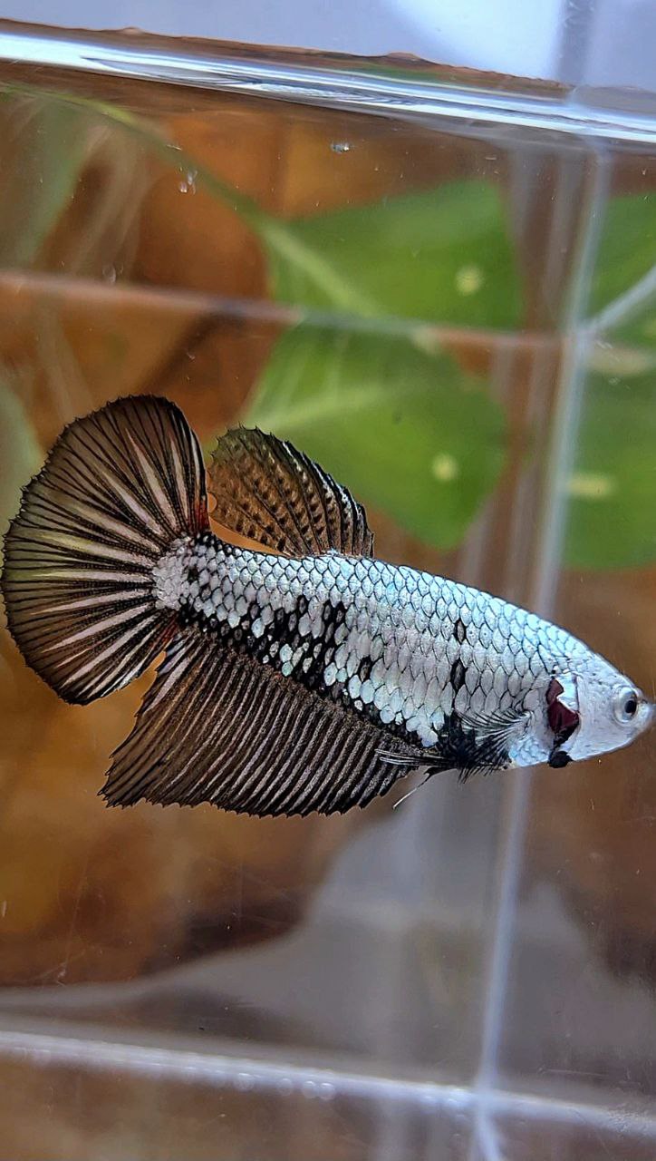 FEMALE HALFMOON BLACK SAMURAI COPPER BETTA FISH