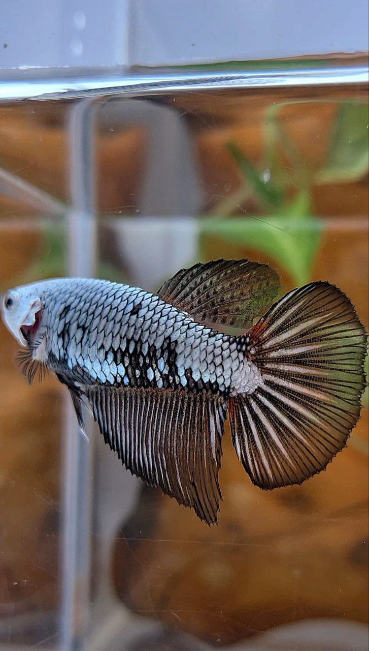 FEMALE HALFMOON BLACK SAMURAI COPPER BETTA FISH