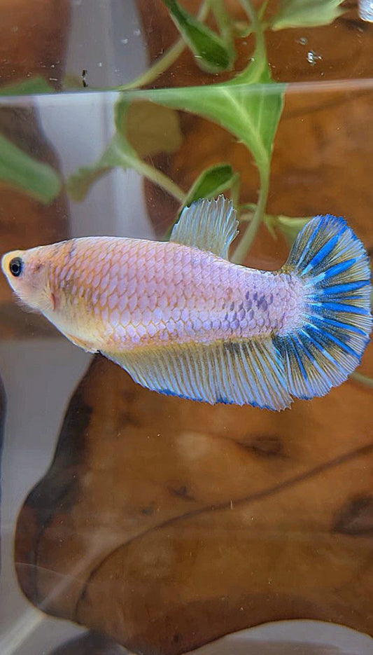 XL FEMALE PLAKAT WHITE YELLOW BETTA FISH