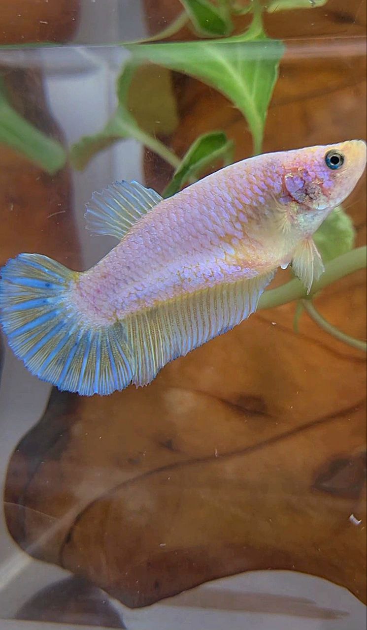 XL FEMALE PLAKAT WHITE YELLOW BETTA FISH