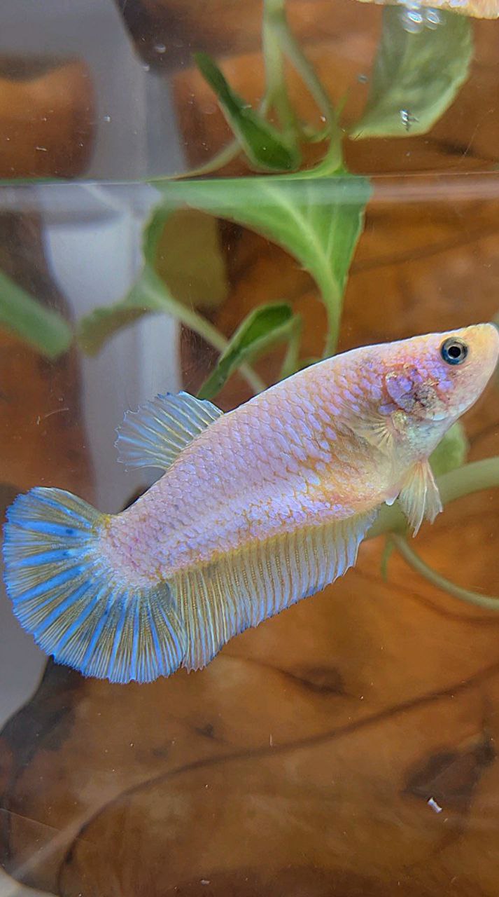 XL FEMALE PLAKAT WHITE YELLOW BETTA FISH