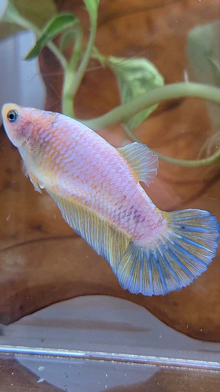XL FEMALE PLAKAT WHITE YELLOW BETTA FISH