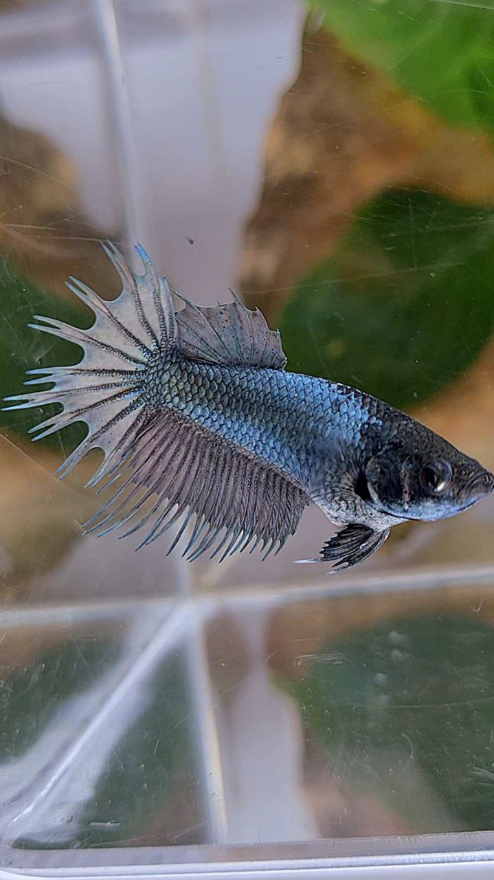 FEMALE KING CROWNTAIL COPPER BETTA FISH