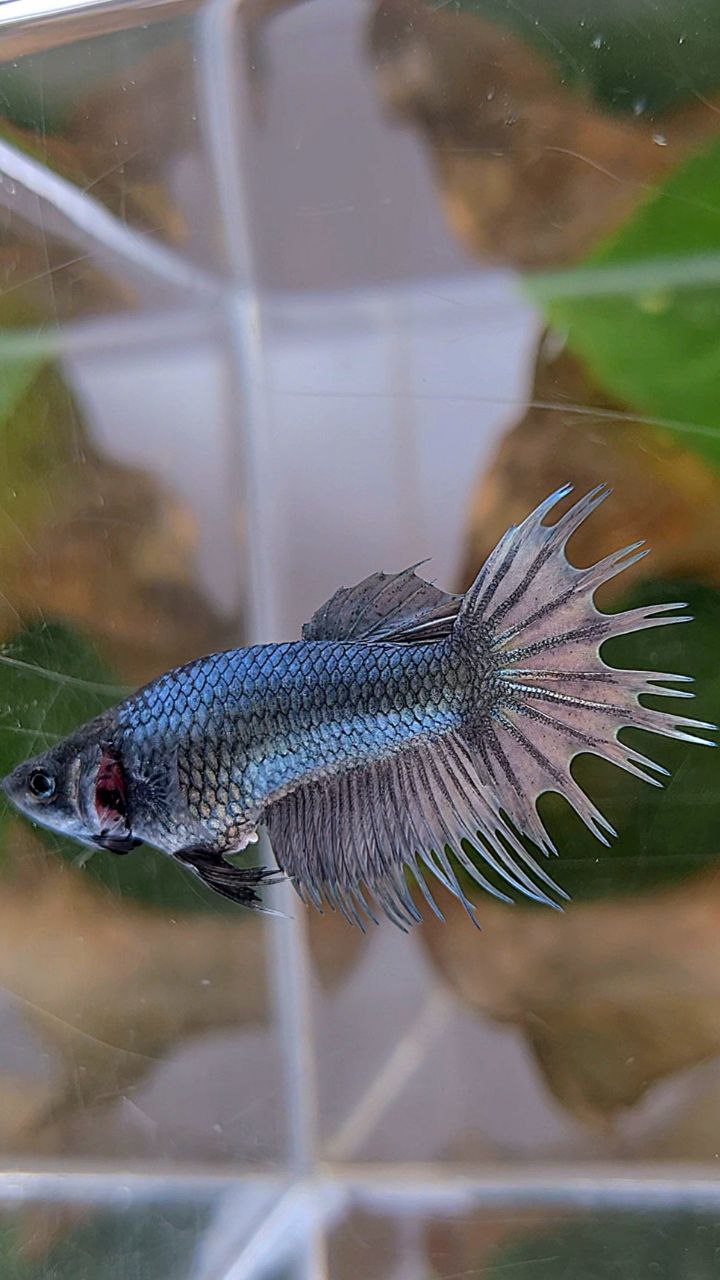 FEMALE KING CROWNTAIL COPPER BETTA FISH