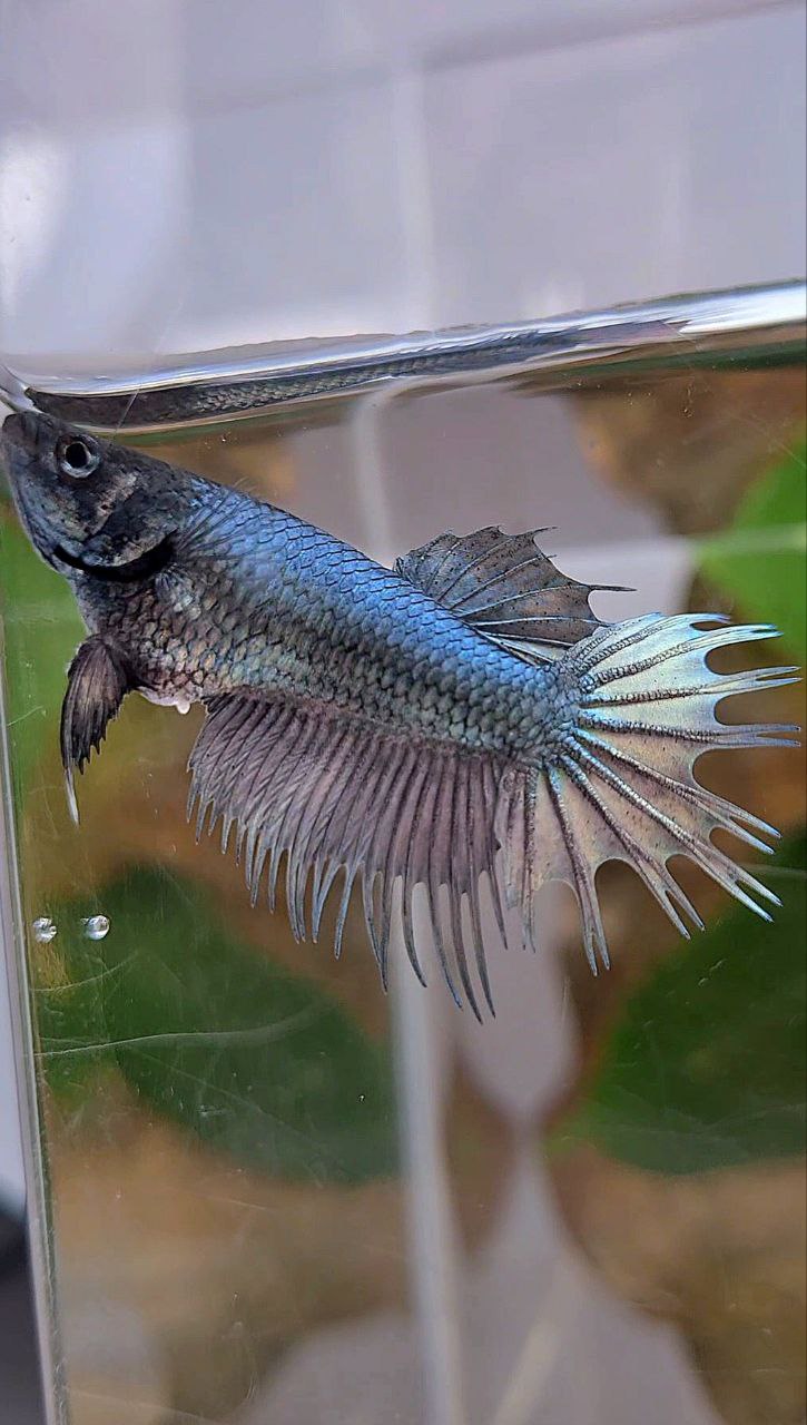 FEMALE KING CROWNTAIL COPPER BETTA FISH