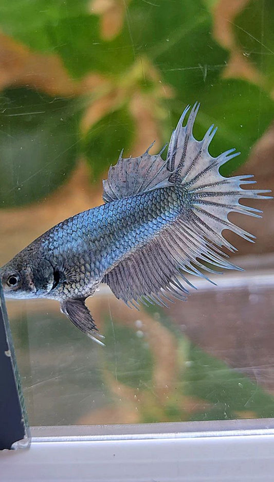 FEMALE KING CROWNTAIL COPPER BETTA FISH