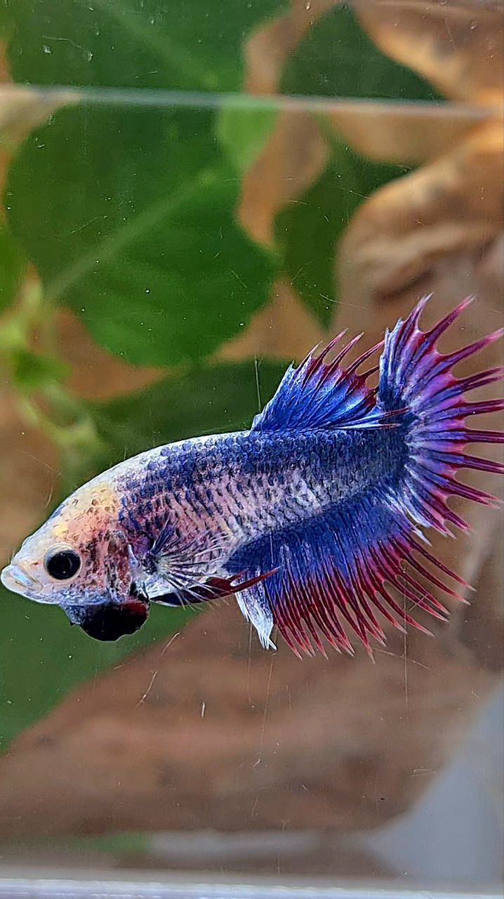 FEMALE CROWNTAIL PURPLE MASCOT BETTA FISH