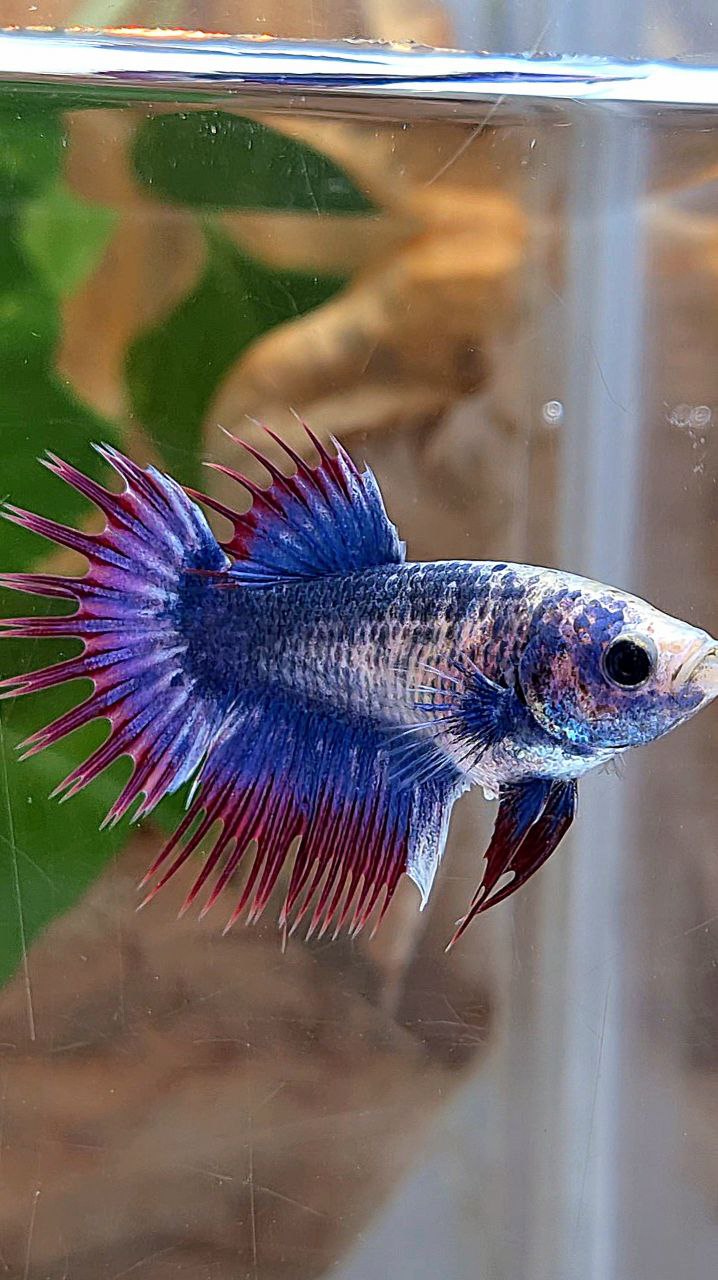 FEMALE CROWNTAIL PURPLE MASCOT BETTA FISH