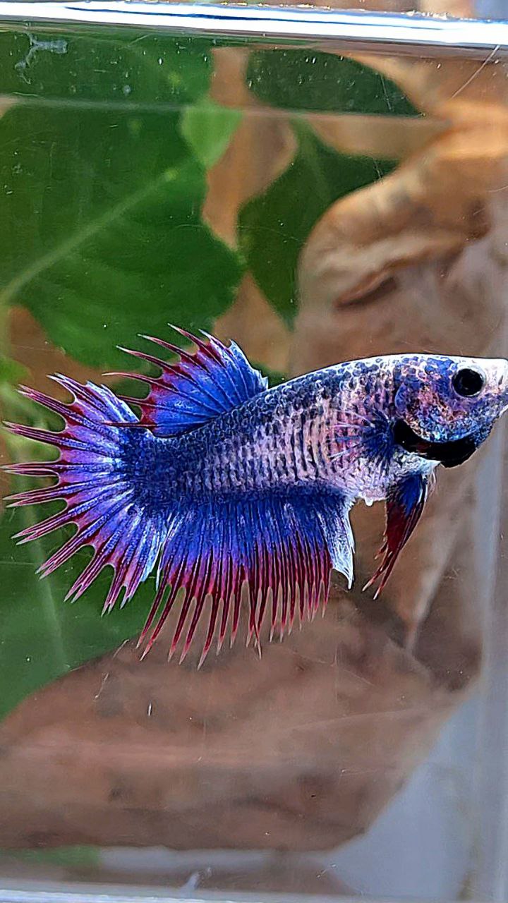 FEMALE CROWNTAIL PURPLE MASCOT BETTA FISH