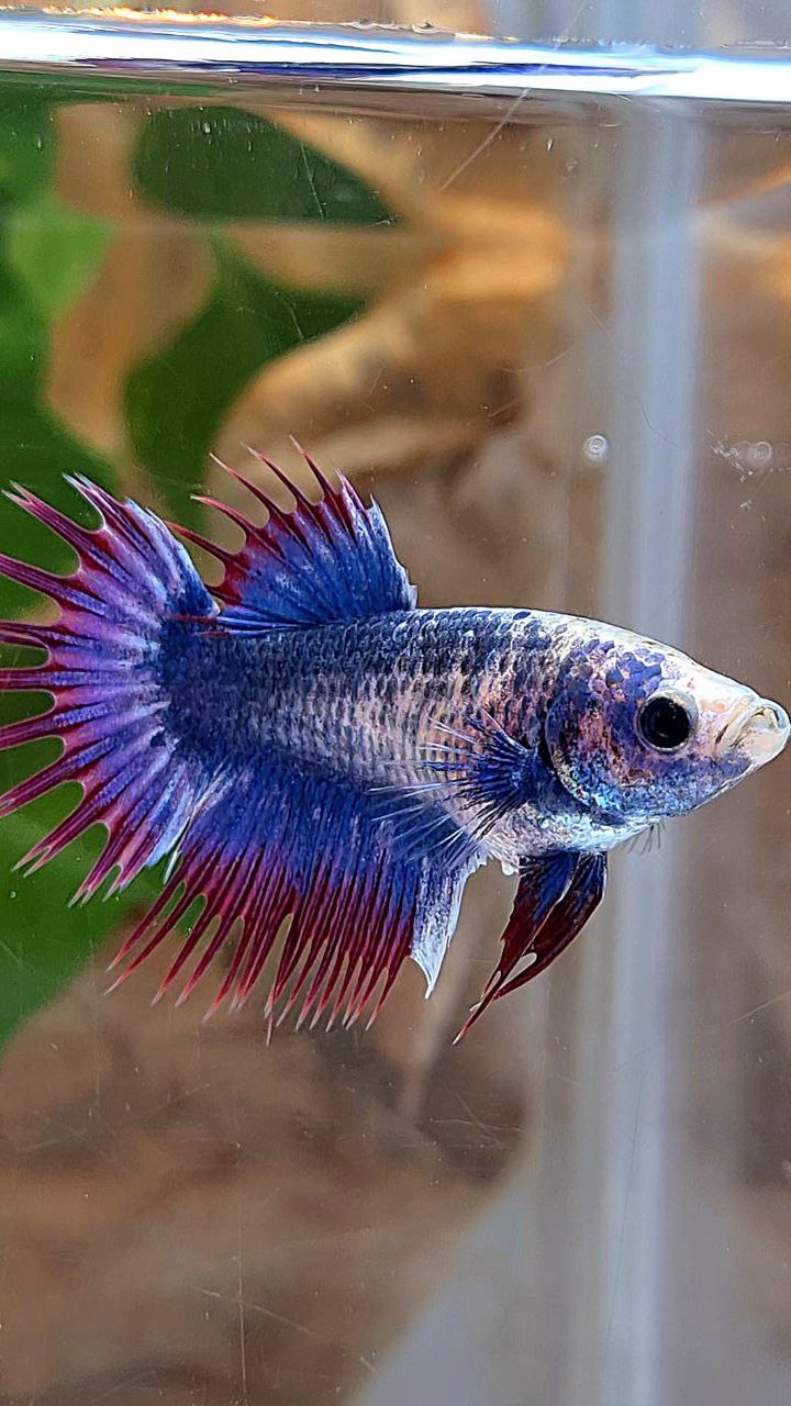 FEMALE CROWNTAIL PURPLE MASCOT BETTA FISH