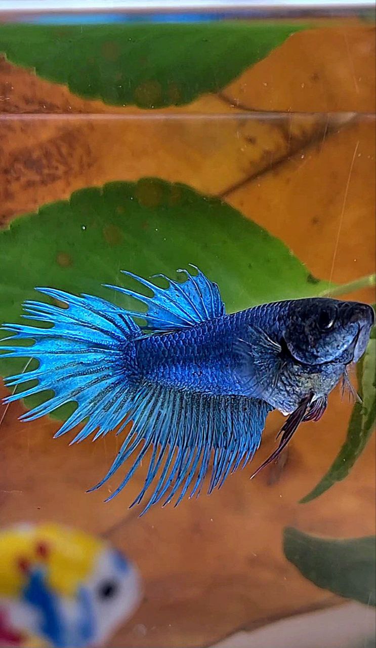 FEMALE KING CROWNTAIL BLUE BETTA FISH