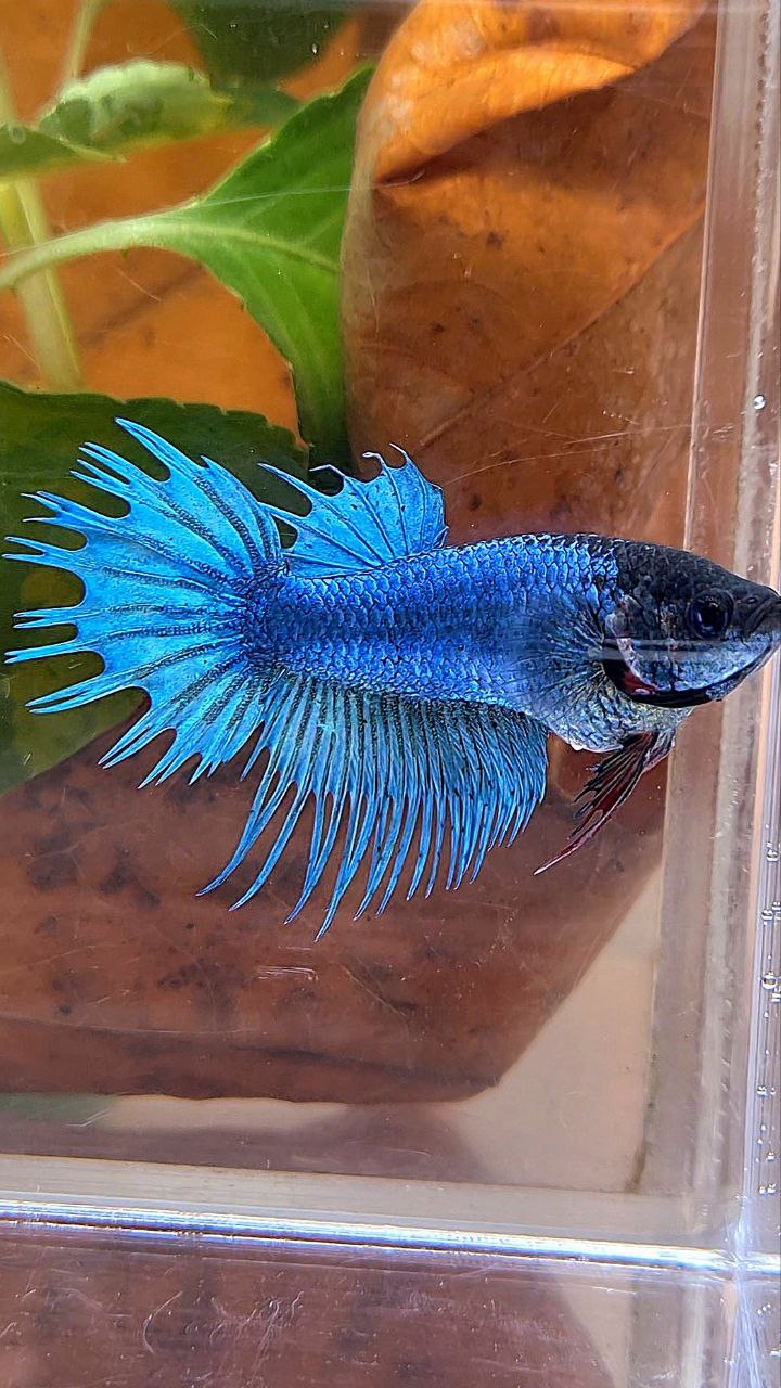 FEMALE KING CROWNTAIL BLUE BETTA FISH