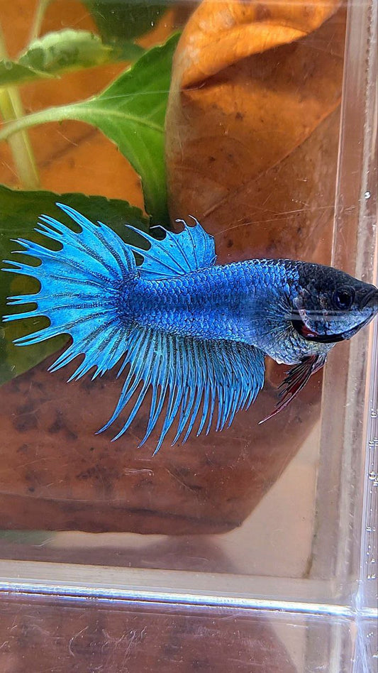 FEMALE KING CROWNTAIL BLUE BETTA FISH