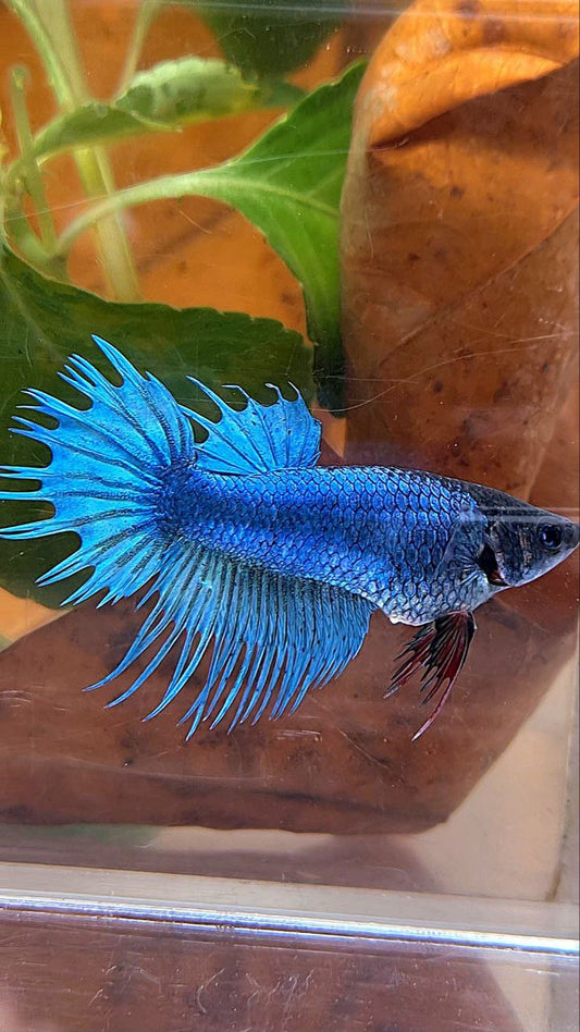 FEMALE KING CROWNTAIL BLUE BETTA FISH