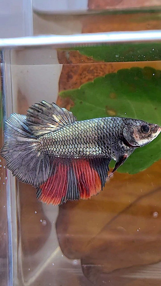 FEMALE HALFMOON COPPER NEMO MULTICOLOR BETTA FISH