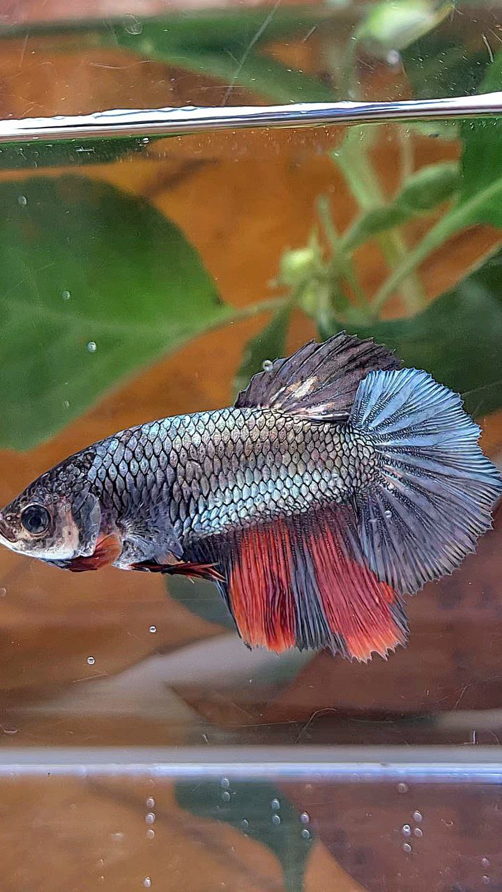 FEMALE HALFMOON COPPER NEMO MULTICOLOR BETTA FISH