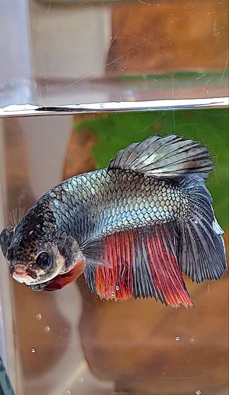FEMALE HALFMOON COPPER NEMO MULTICOLOR BETTA FISH