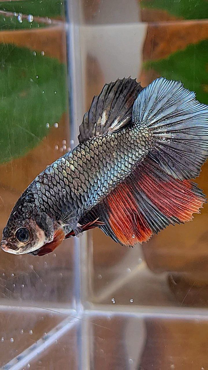 FEMALE HALFMOON COPPER NEMO MULTICOLOR BETTA FISH