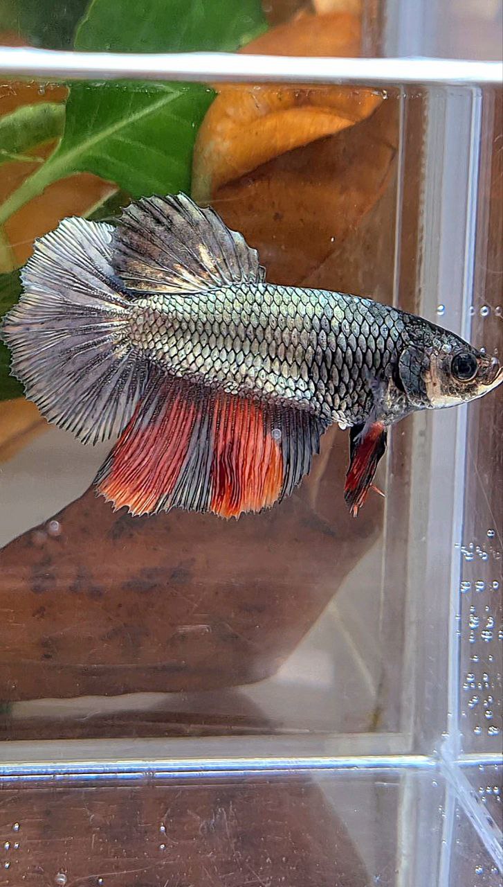 FEMALE HALFMOON COPPER NEMO MULTICOLOR BETTA FISH