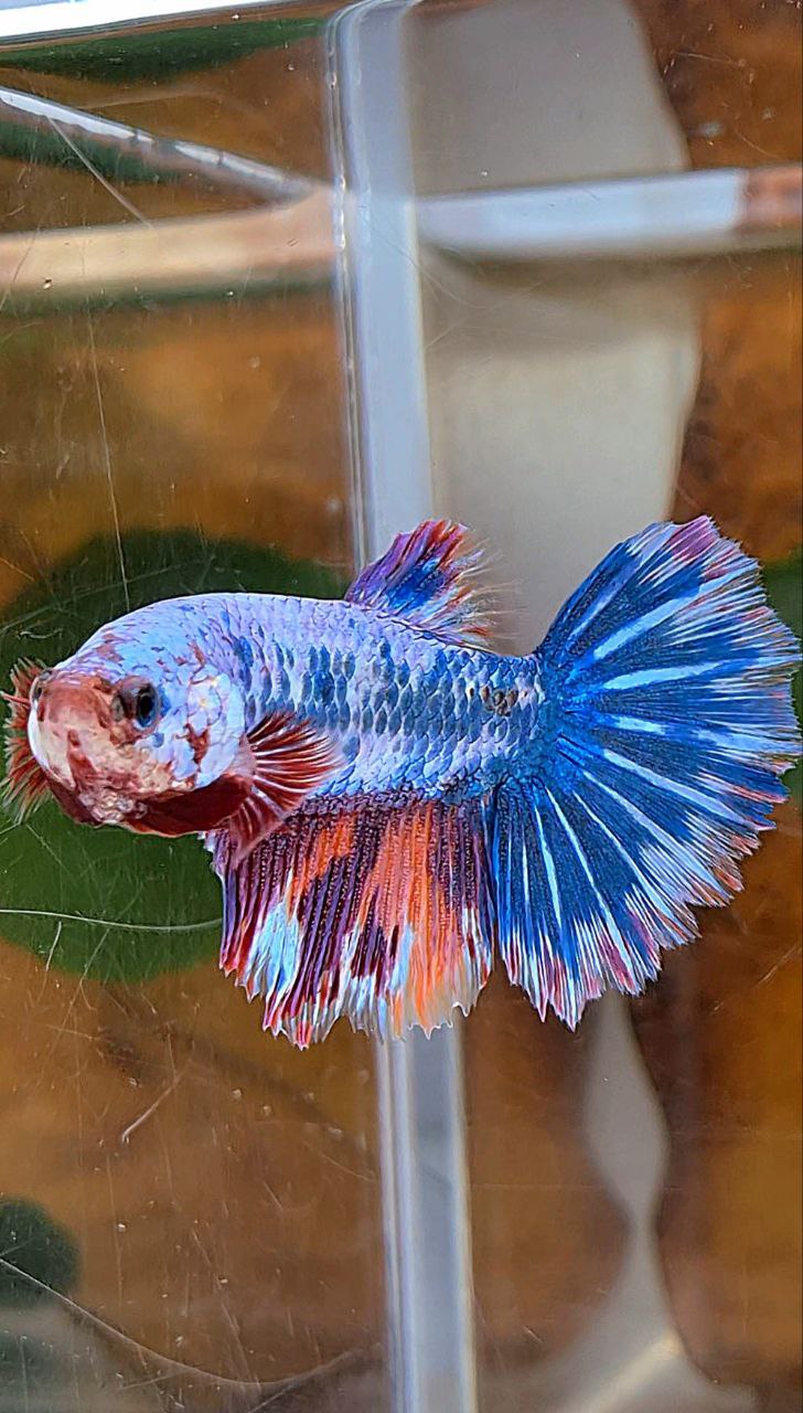 XL FEMALE HALFMOON ROSETAIL FANCY MARBLE BLUE MULTICOLOR BETTA FISH