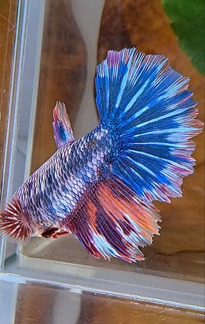 XL FEMALE HALFMOON ROSETAIL FANCY MARBLE BLUE MULTICOLOR BETTA FISH