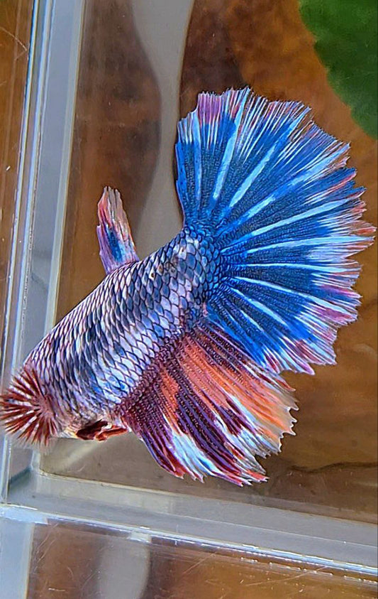 XL FEMALE HALFMOON ROSETAIL FANCY MARBLE BLUE MULTICOLOR BETTA FISH