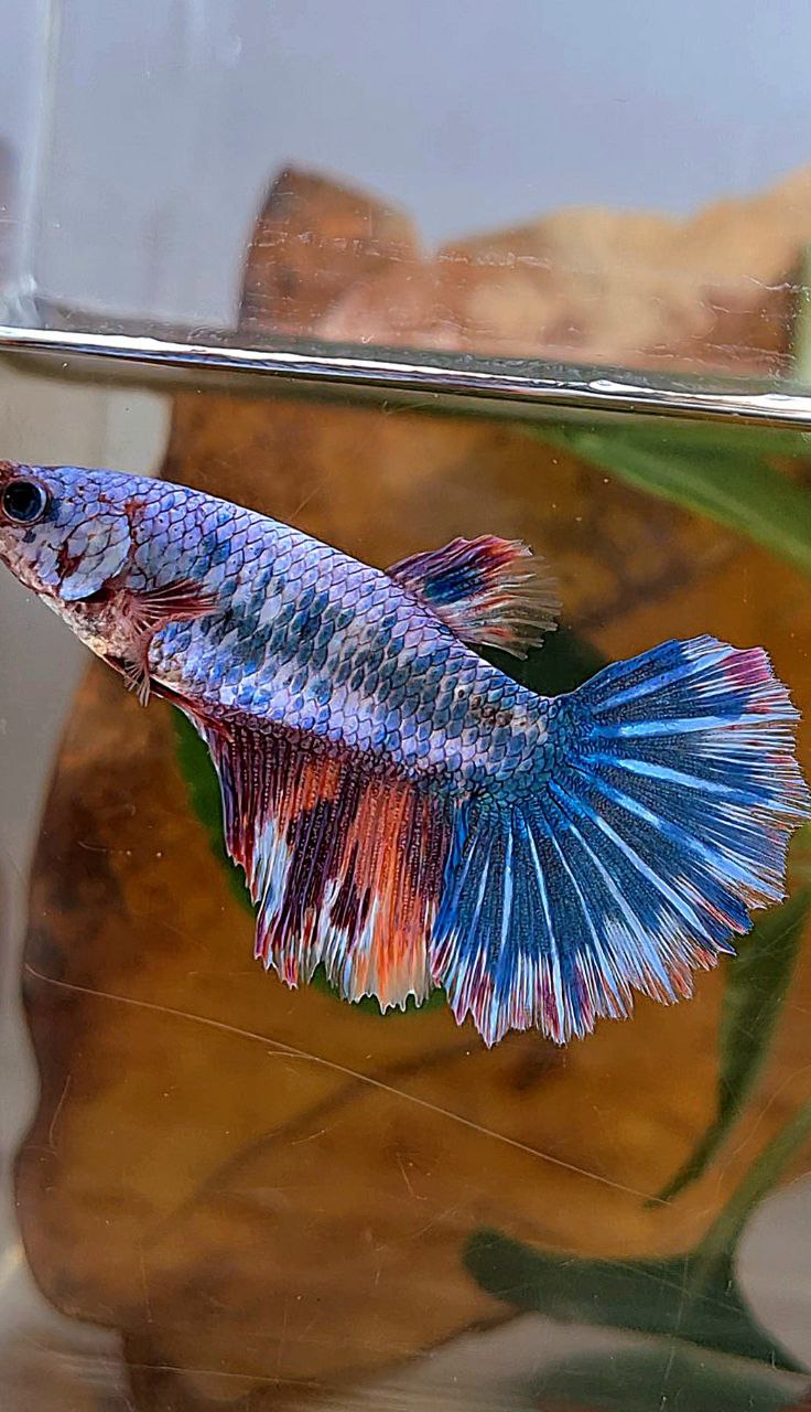 XL FEMALE HALFMOON ROSETAIL FANCY MARBLE BLUE MULTICOLOR BETTA FISH