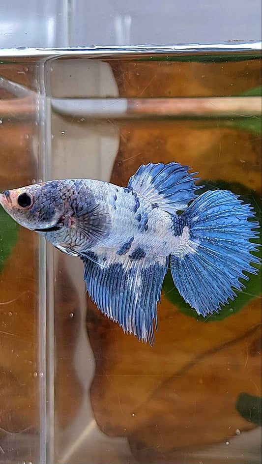 XL FEMALE CROWNTAIL HALFMOON WHITE BLUE MARBLE DOTS BETTA FISH