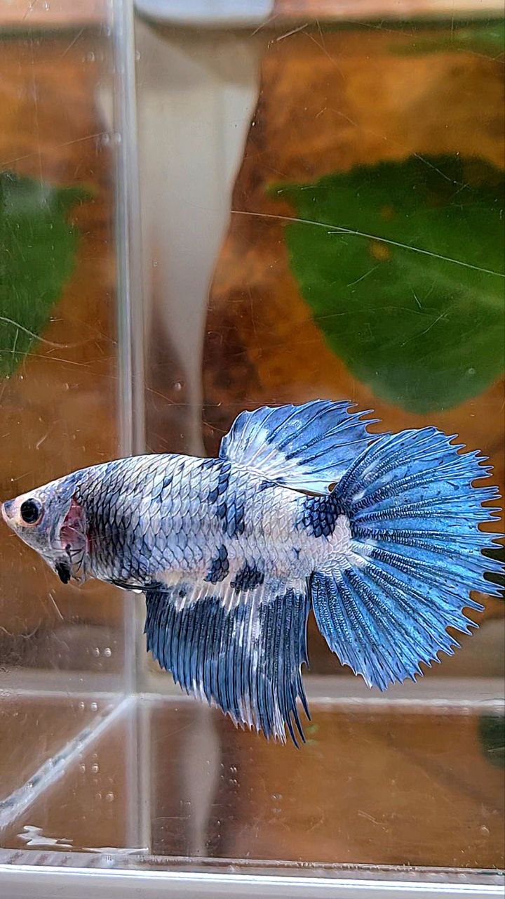XL FEMALE CROWNTAIL HALFMOON WHITE BLUE MARBLE DOTS BETTA FISH