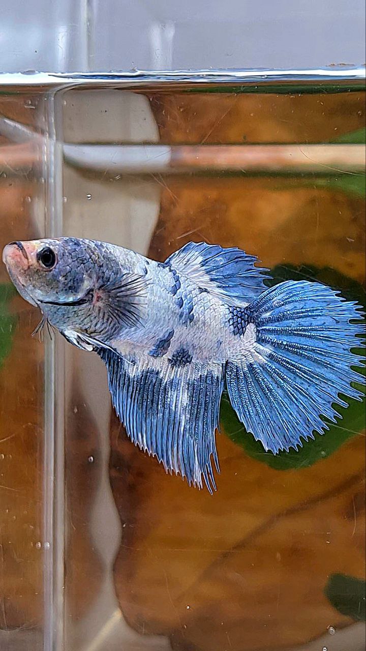 XL FEMALE CROWNTAIL HALFMOON WHITE BLUE MARBLE DOTS BETTA FISH