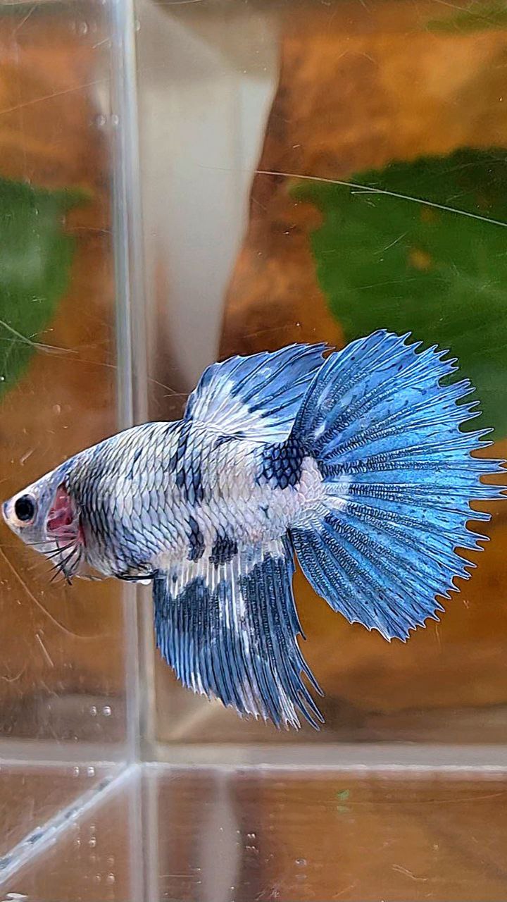 XL FEMALE CROWNTAIL HALFMOON WHITE BLUE MARBLE DOTS BETTA FISH