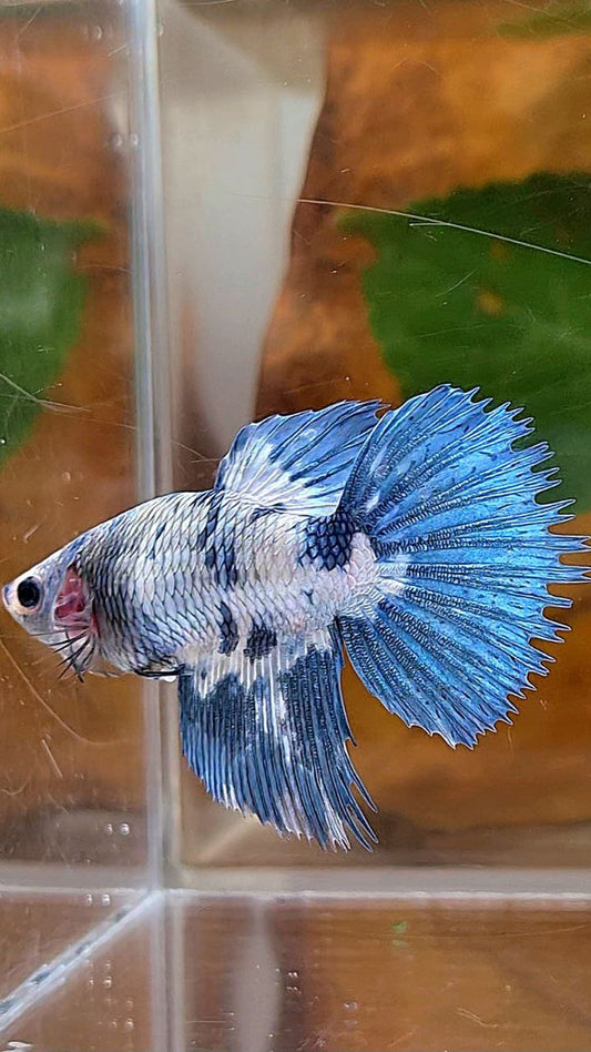 XL FEMALE CROWNTAIL HALFMOON WHITE BLUE MARBLE DOTS BETTA FISH