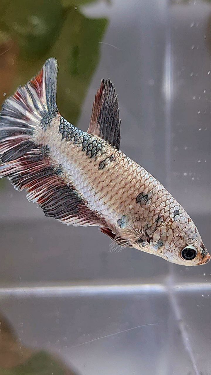XL FEMALE HALFMOON COPPER DOTS FANCY BETTA FISH