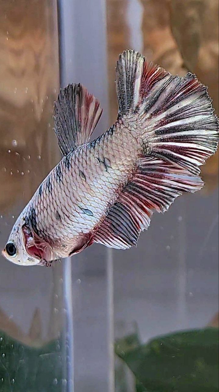 XL FEMALE HALFMOON COPPER DOTS FANCY BETTA FISH