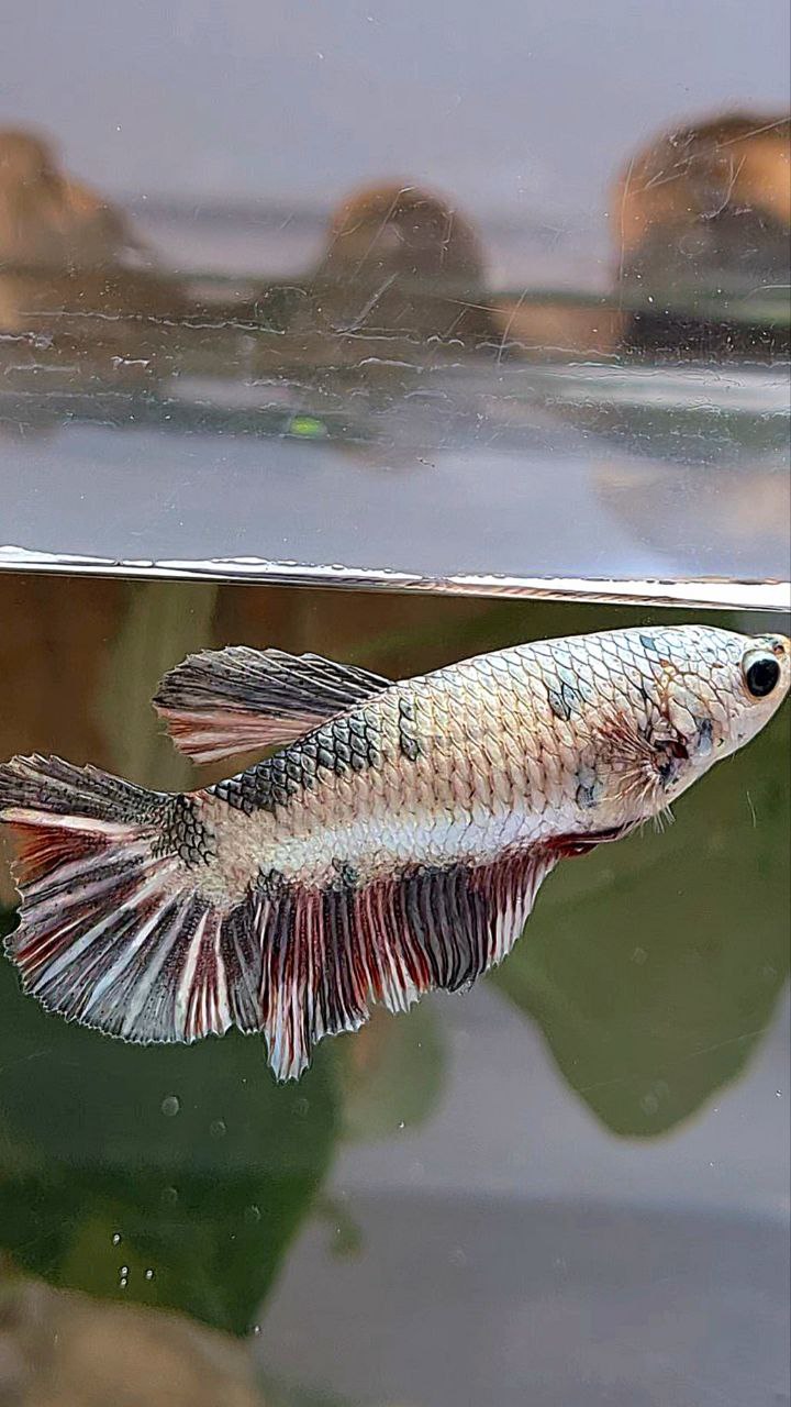 XL FEMALE HALFMOON COPPER DOTS FANCY BETTA FISH