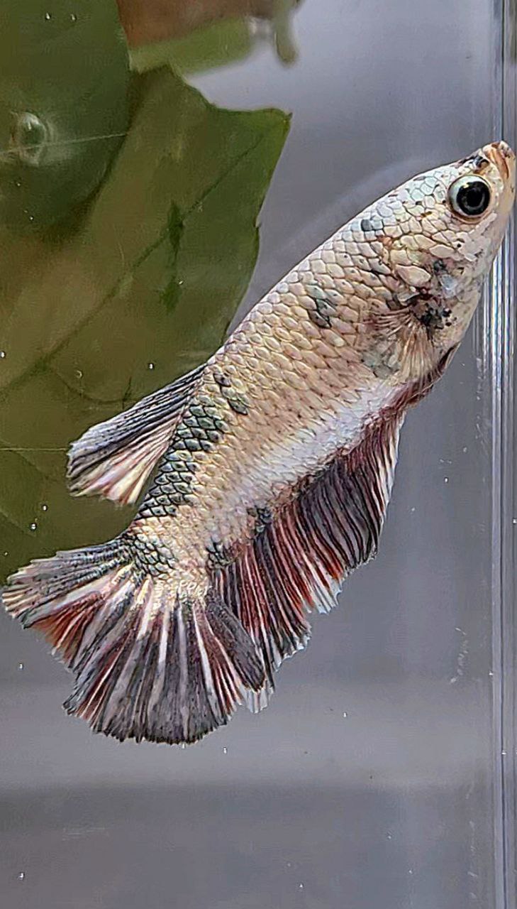 XL FEMALE HALFMOON COPPER DOTS FANCY BETTA FISH