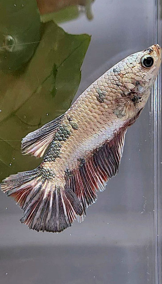 XL FEMALE HALFMOON COPPER DOTS FANCY BETTA FISH